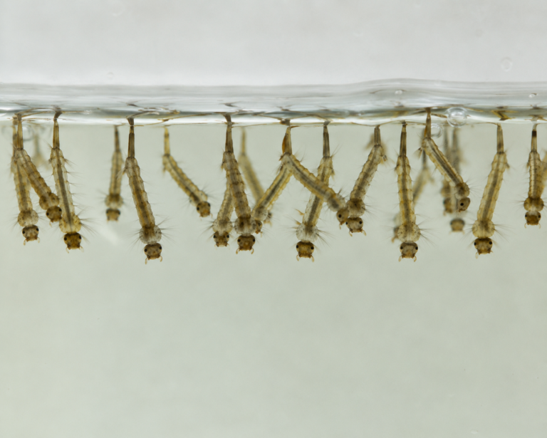 Larva Nyamuk (Jentik Nyamuk) di Air Tergenang | Hygent Pest Control