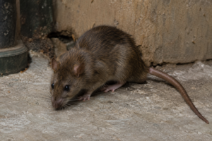 Tikus hama di dalam bangunan yang memerlukan pengendalian hama profesional.